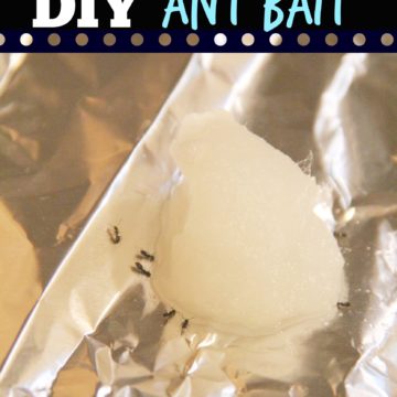 DIY Ant Bait - Bitz & Giggles