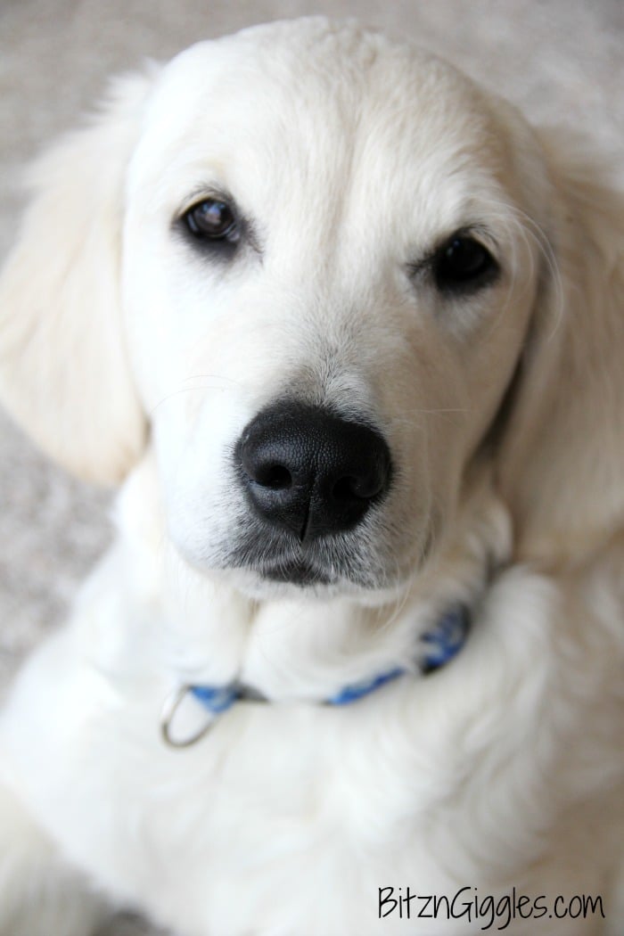 English Cream Golden Retriever