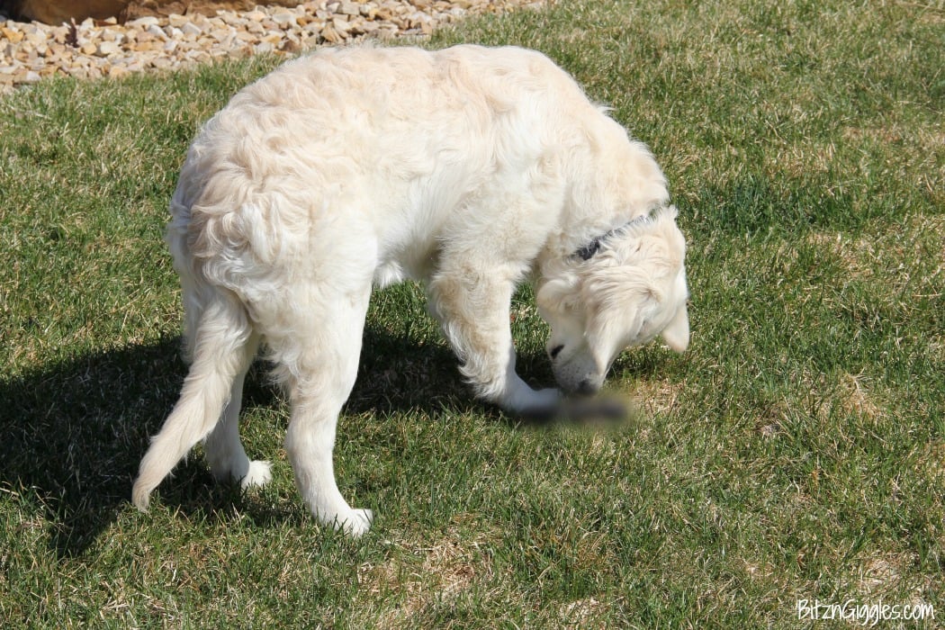 Potty Training Your Puppy - Tips and tricks to get your new furry friend to potty outside instead of inside!