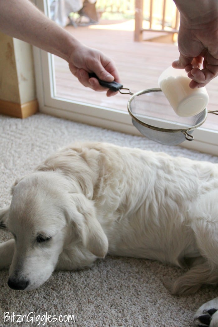 DIY Dry Dog Shampoo - Only 3 ingredients and keeps your dog smelling wonderful between baths!