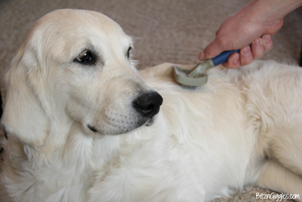 DIY Dry Dog Shampoo - Only 3 ingredients and keeps your dog smelling wonderful between baths!