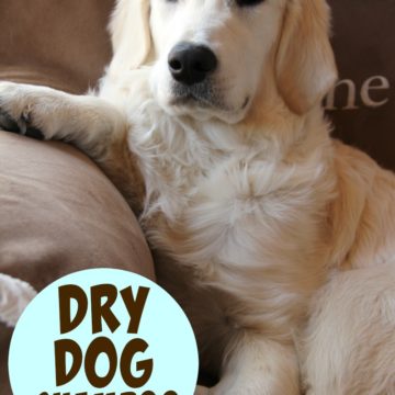 DIY Dry Dog Shampoo - Only 3 ingredients and keeps your dog smelling wonderful between baths!