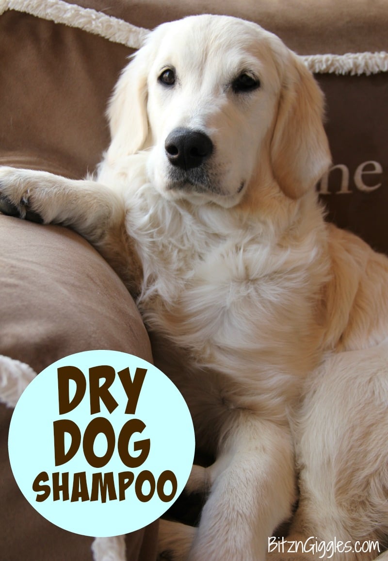 Diy waterless shampoo outlet for dogs