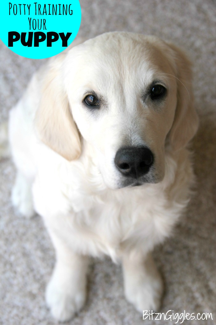 Potty Training Your Puppy - Tips and tricks to get your new furry friend to potty outside instead of inside!