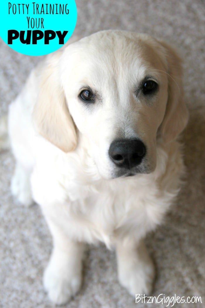 Golden retriever best sale potty training