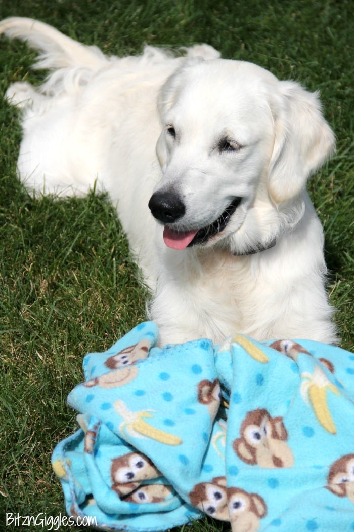 Came home to my wife having removed all the fluff from our couch pillow to  clean the dog smell. Any ideas how to do this easier? : r/CleaningTips