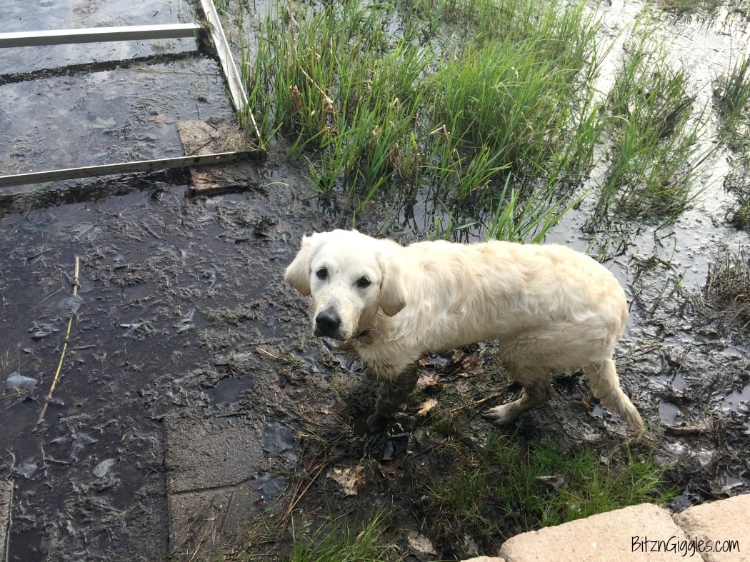 How to get dog pee out of a clearance blanket