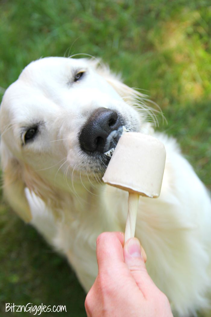 Banana Pup Pops - A creamy, homemade popsicle that your dog will love! Delicious and good for them too!