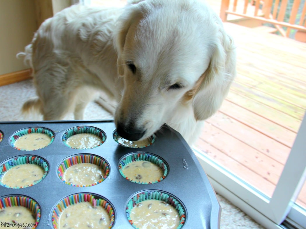 Dog Cupcakes - Easy Banana Cupcakes for Dogs! These pupcakes are perfect for your dog's birthday or even just those times you want to bake a special treat for your furry family member!