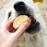 Dog Cupcakes - Easy Banana Oatmeal Cupcakes for Dogs! These pupcakes are perfect for your dog's birthday or even just those times you want to bake a special treat for your furry family member!