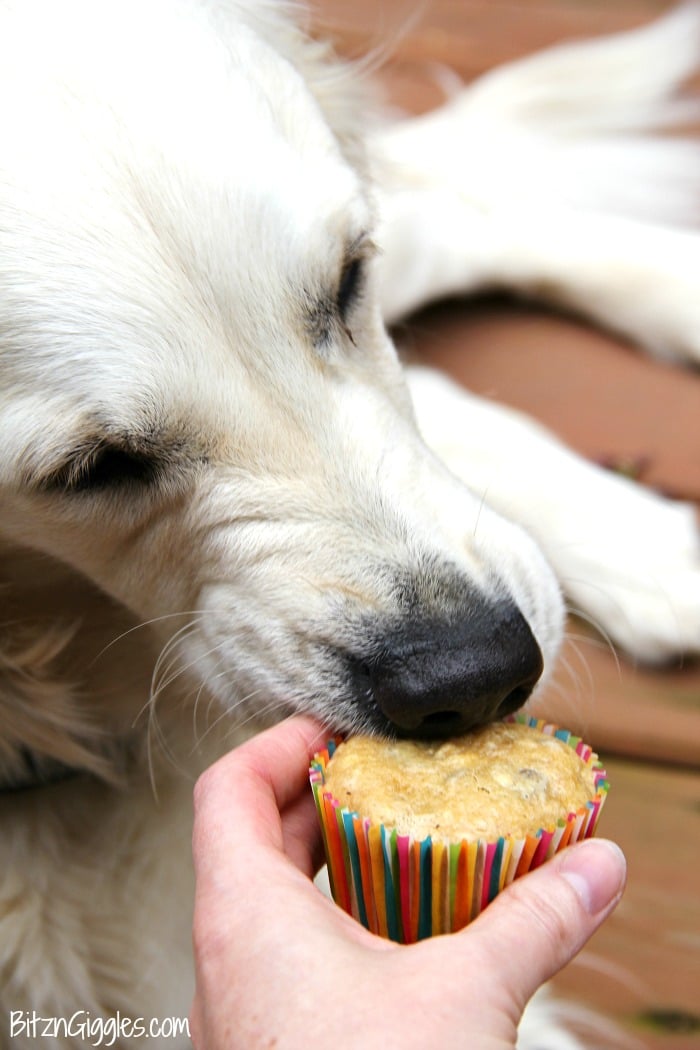 Dog Cupcakes - Easy Banana Cupcakes for Dogs! These pupcakes are perfect for your dog's birthday or even just those times you want to bake a special treat for your furry family member!