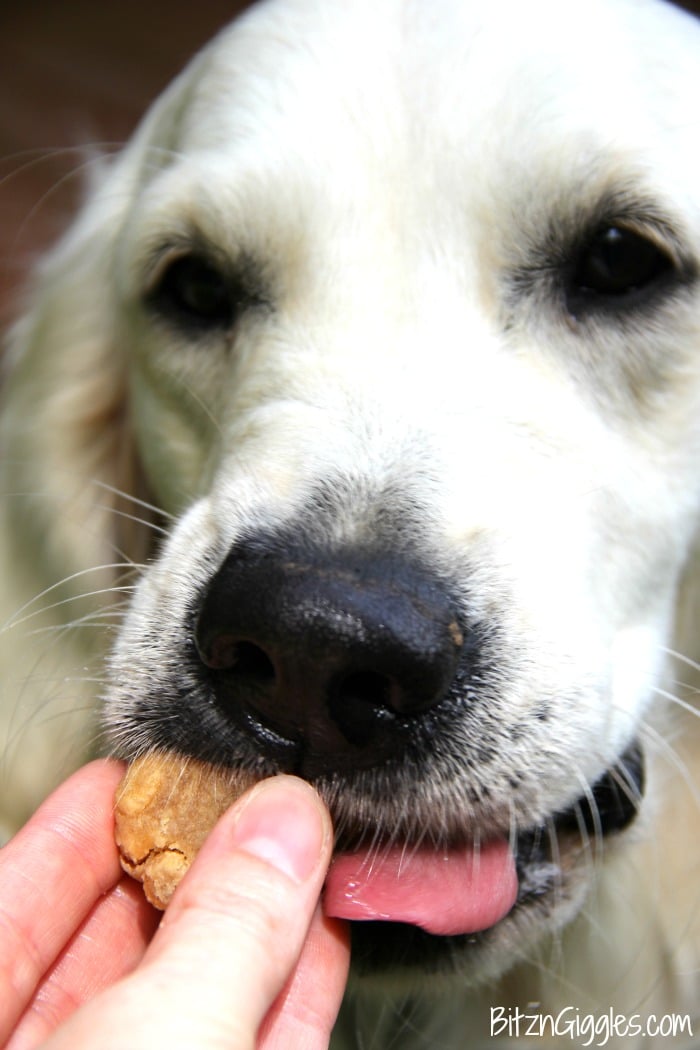 Homemade Peanut Butter Cheerio Dog Treats - Just a few ingredients make these dog treats irresistible to your furry family member!