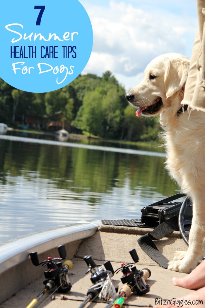 7 Summer Health Care Tips for Dogs - Great tips for keeping your dog healthy and active this summer!