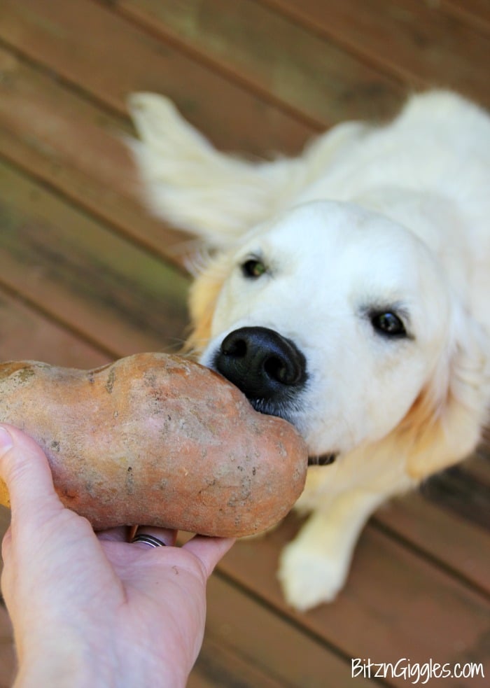 Chewy Sweet Potato Dog Treats - Homemade sweet potato treats your dog will do flips for!