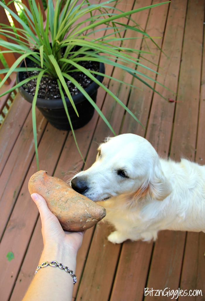 Chewy Sweet Potato Dog Treats - Homemade sweet potato treats your dog will do flips for!