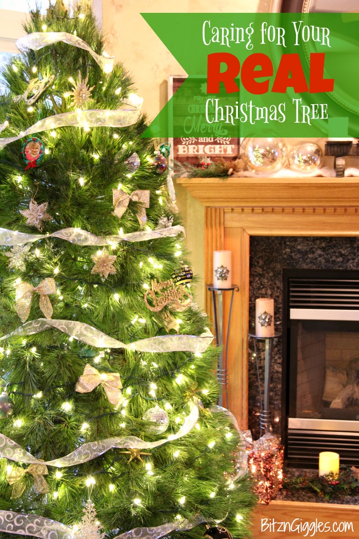 Caring for a Real Christmas Tree - Tips on caring for a natural Christmas tree so it lasts all season long!