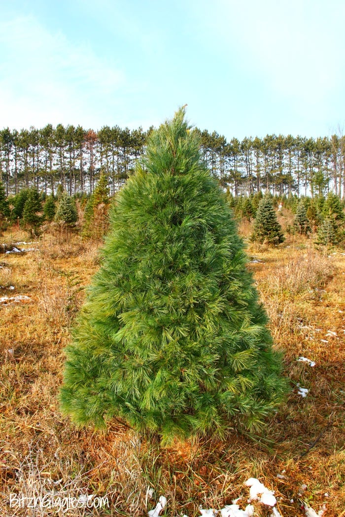 Caring for a Real Christmas Tree - Tips on caring for a natural Christmas tree so it lasts all season long!