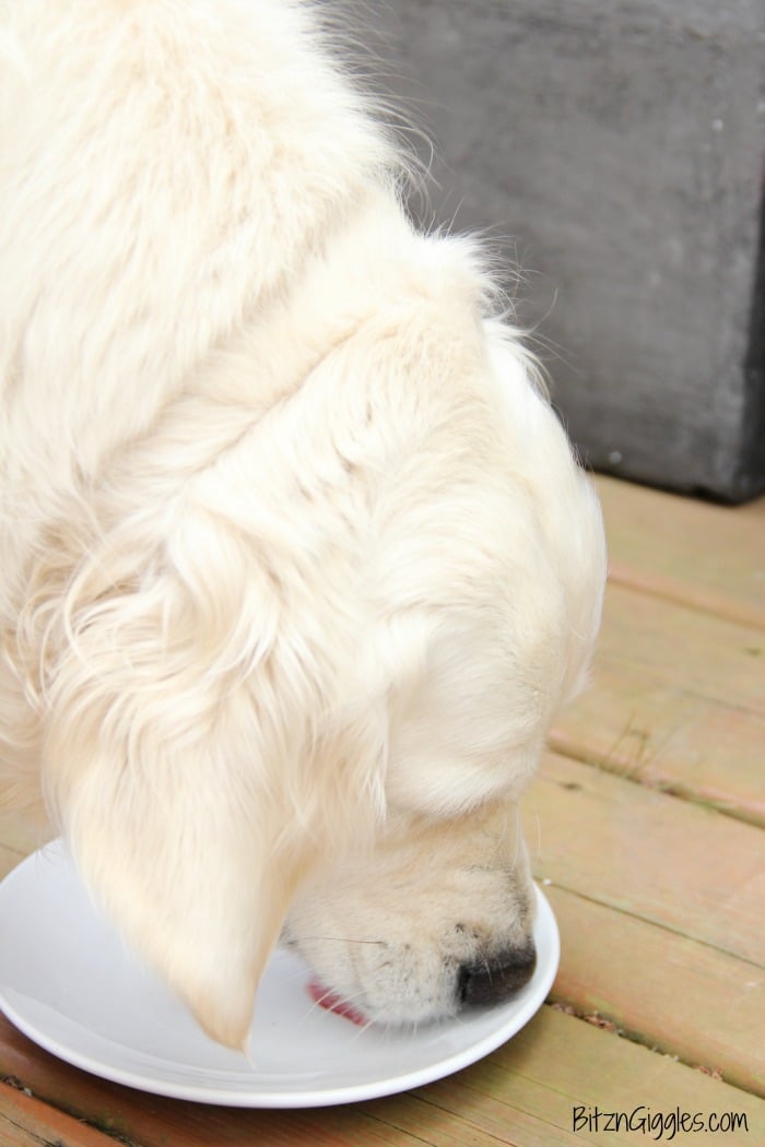 Microwave Mug Pupcake - a quick, microwaveable dog treat! This cake bakes in 90 seconds and is topped with a simple two-ingredient frosting!