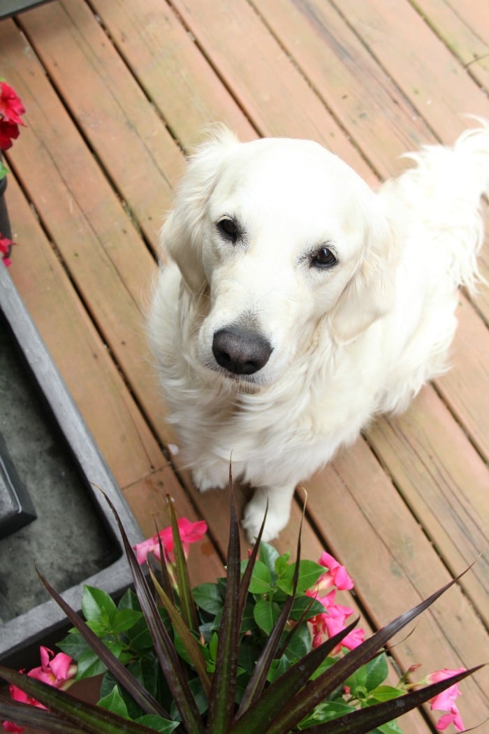  Gâteries pour chiens à l'avoine à la citrouille - La citrouille, la farine d'avoine et les épices douillettes en font la gâterie d'automne parfaite pour votre chien!