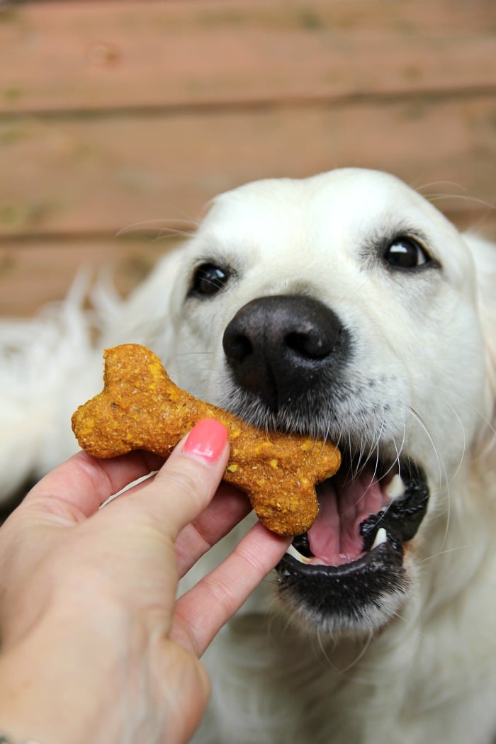 Pumpkin Oatmeal Dog Treats - Pumpkin, oatmeal and cozy spices make this the perfect fall treat for your dog!