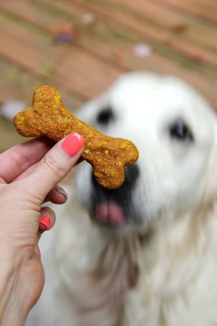 Pumpkin havermout Hondenbehandelingen-Pompoen, havermout en gezellige kruiden maken dit de perfecte herfsttract voor uw hond!