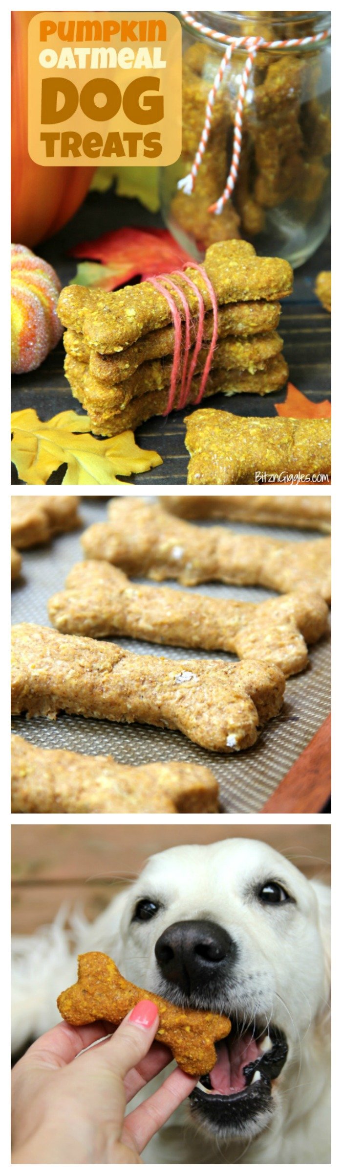 Pumpkin Oatmeal Dog Treats - Pumpkin, oatmeal and cozy spices make this the perfect fall treat for your dog!