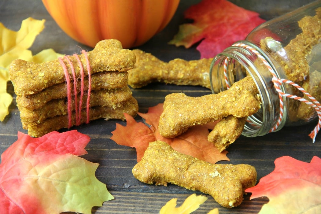 Pumpkin Oatmeal Dog Treats - Pumpkin, oatmeal and cozy spices make this the perfect fall treat for your dog!