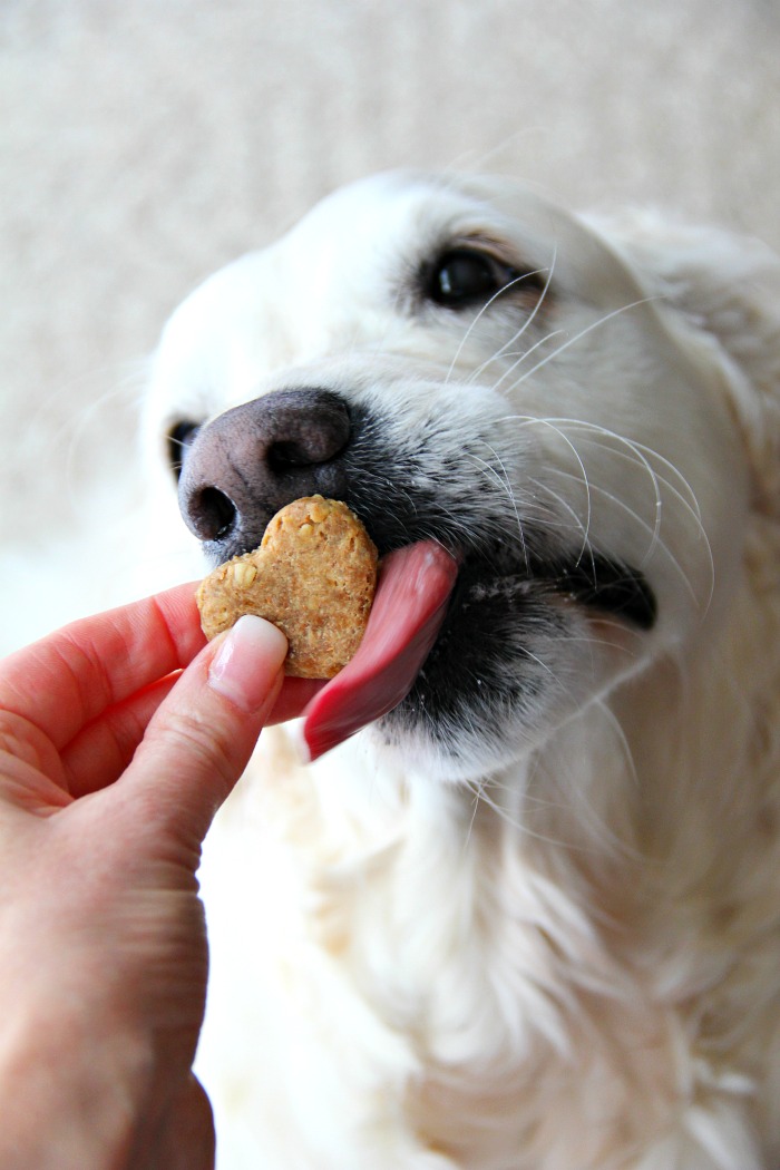 Peanut Butter and Banana Homemade Dog Biscuits - Five-ingredient chewy dog biscuits made with peanut butter, oats and banana. Your dog will love these!