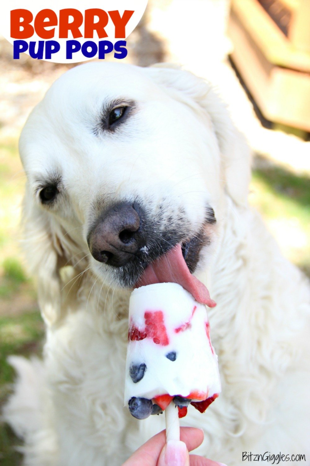 Berry Pup Pops - A three-ingredient, healthy, frozen treat for your dog, made with fresh berries and yogurt.