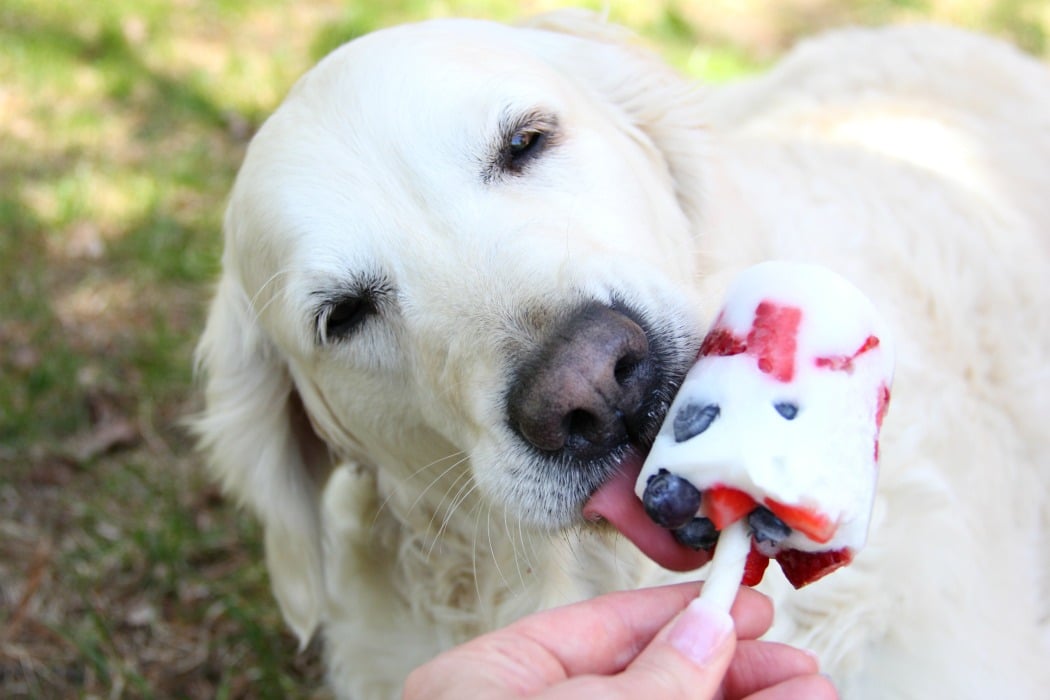 Berry Pup Pops - A three-ingredient, healthy, frozen treat for your dog, made with fresh berries and yogurt.