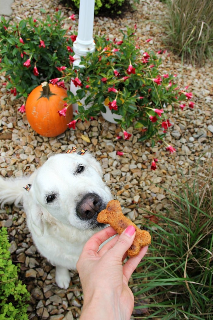 Crunchy Carrot Dog Biscuits-smakrika, krispiga hemlagade hundkakor naturligt sötade med morötter och äppelmos. 