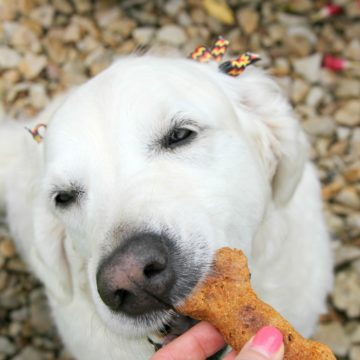 Crunchy Carrot Dog Biscuits - Flavorful, crunchy homemade dog biscuits naturally sweetened with carrots and applesauce.