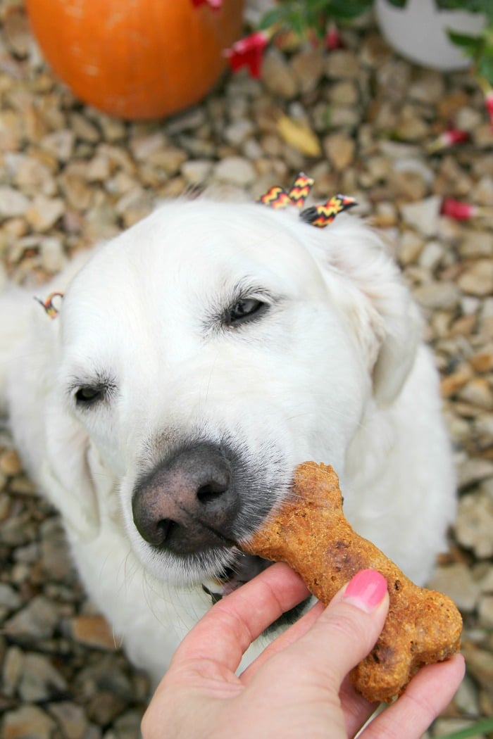  Crunchy Carrot Dog Biscuits - Biscotti per cani fatti in casa saporiti e croccanti dolcificati naturalmente con carote e salsa di mele. 