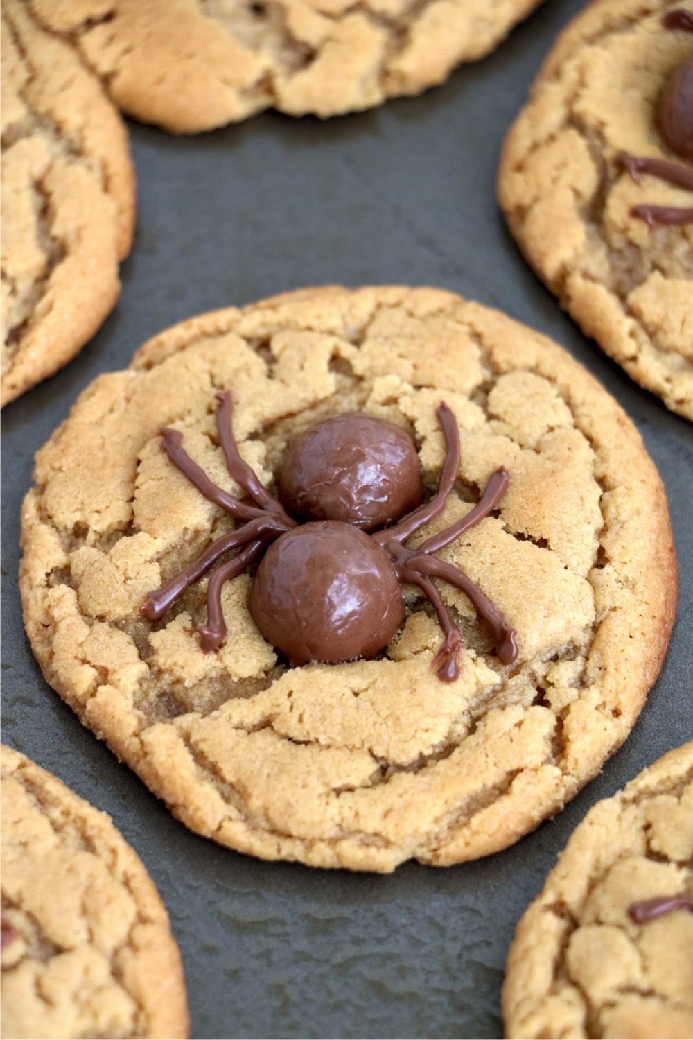 chocolate spider on a peanut butter cookie